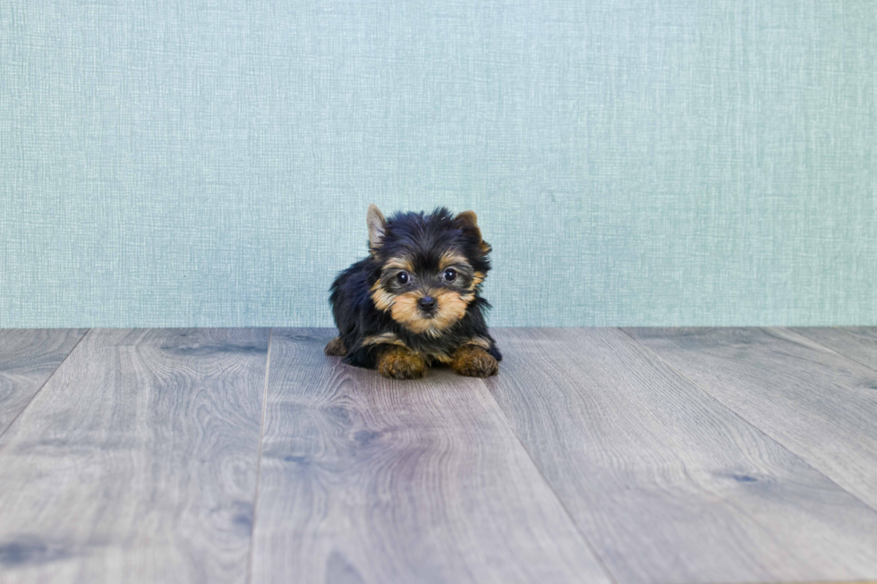 Meet Tinkerbell - our Yorkshire Terrier Puppy Photo 