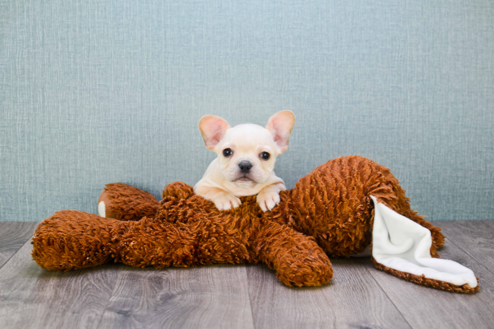 Petite Frenchie Purebred Puppy