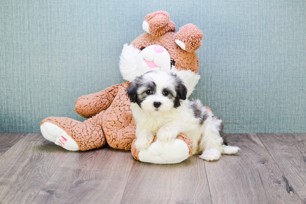 Energetic Havanese Purebred Puppy