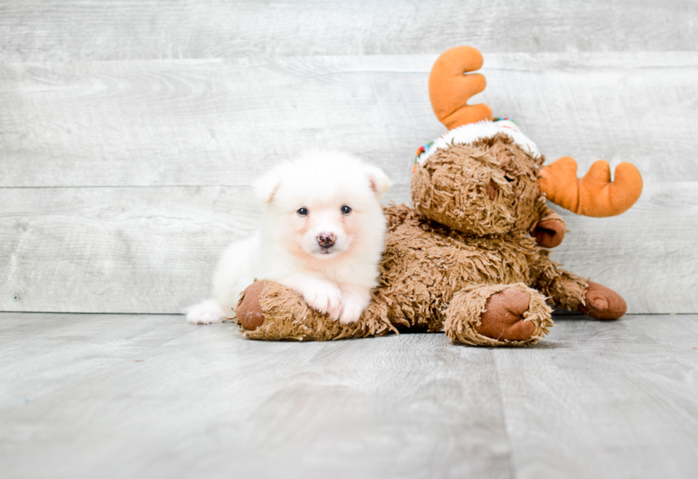 Pomsky Pup Being Cute