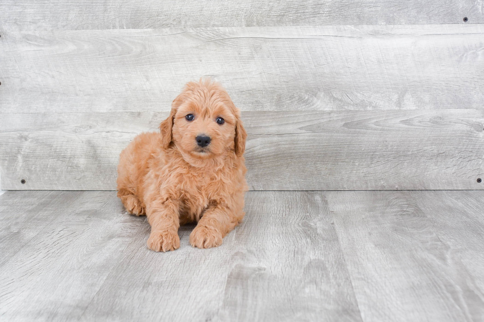 Smart Mini Goldendoodle Poodle Mix Pup