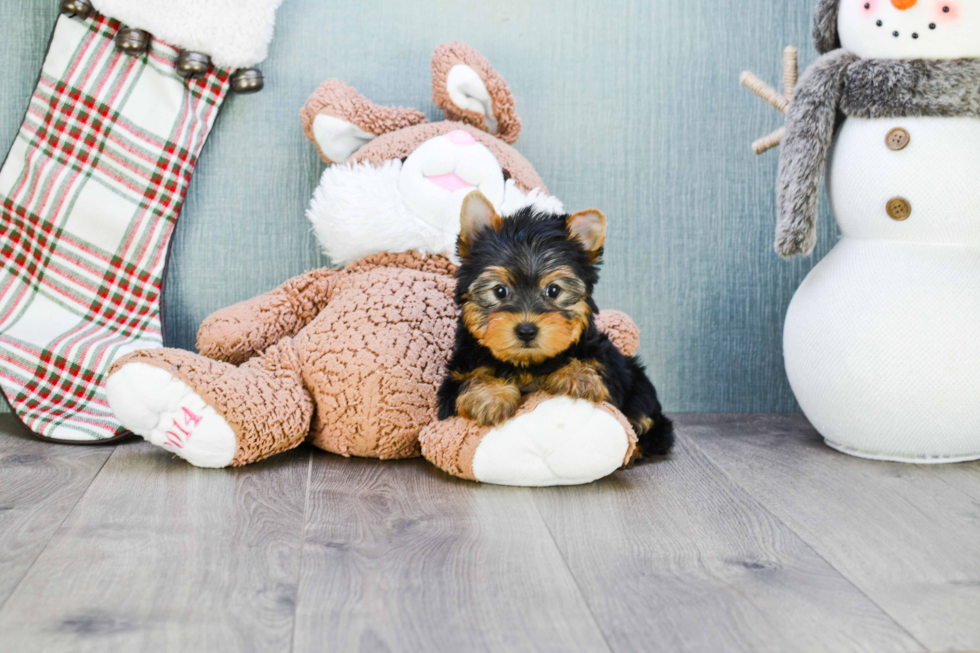 Meet Rascal - our Yorkshire Terrier Puppy Photo 