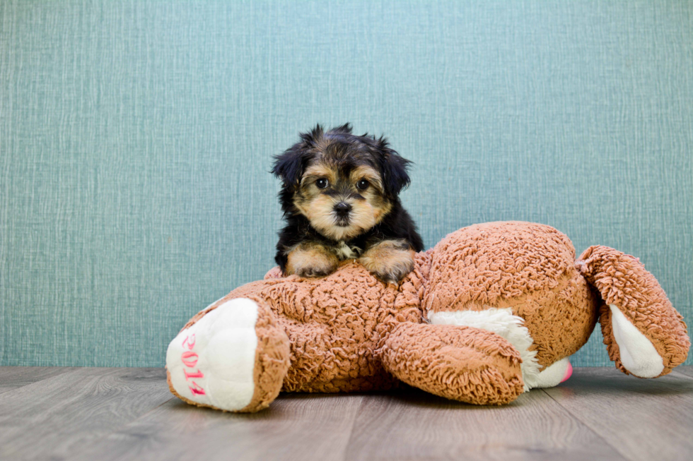 Morkie Puppy for Adoption