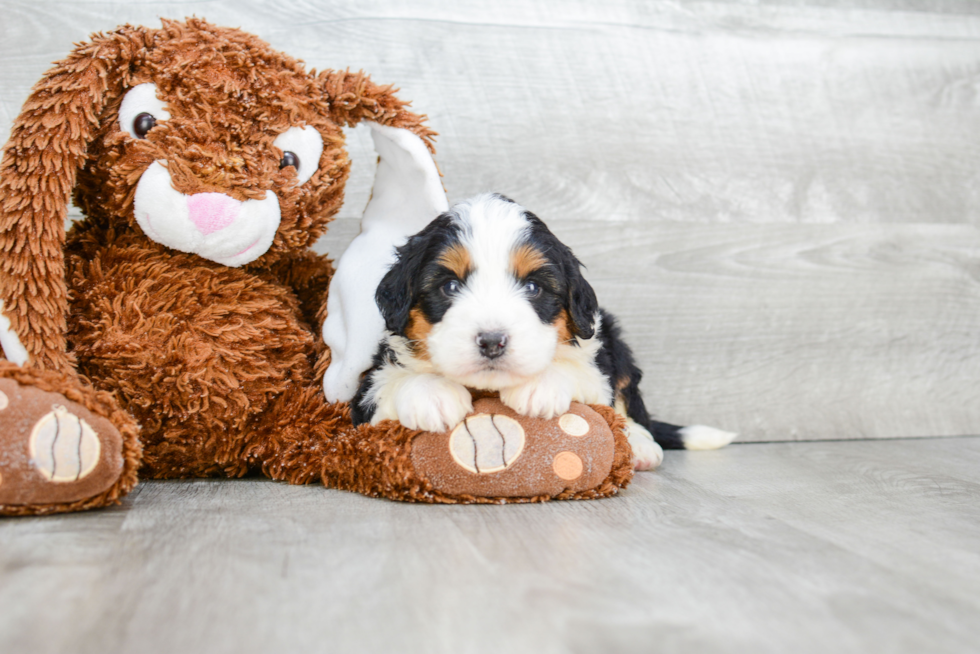 Mini Bernedoodle Puppy for Adoption