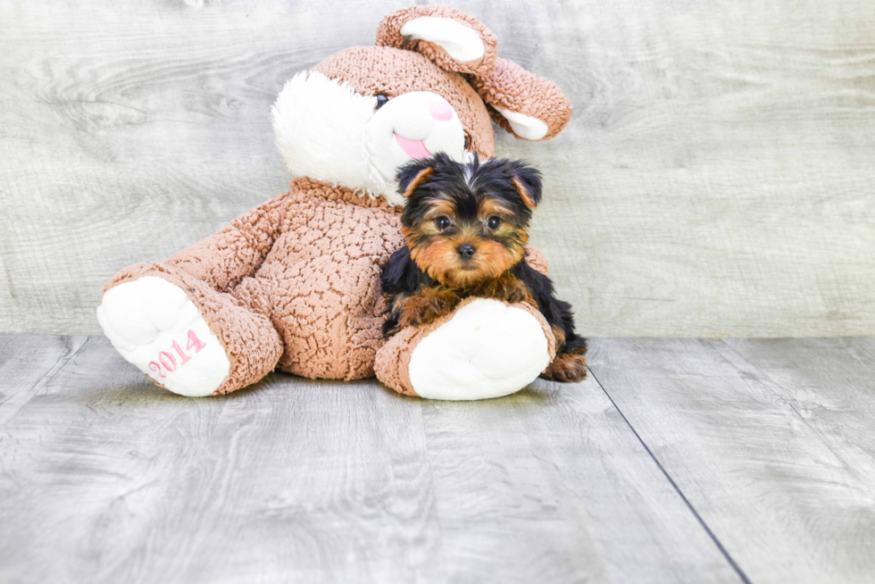 Meet Capone - our Yorkshire Terrier Puppy Photo 