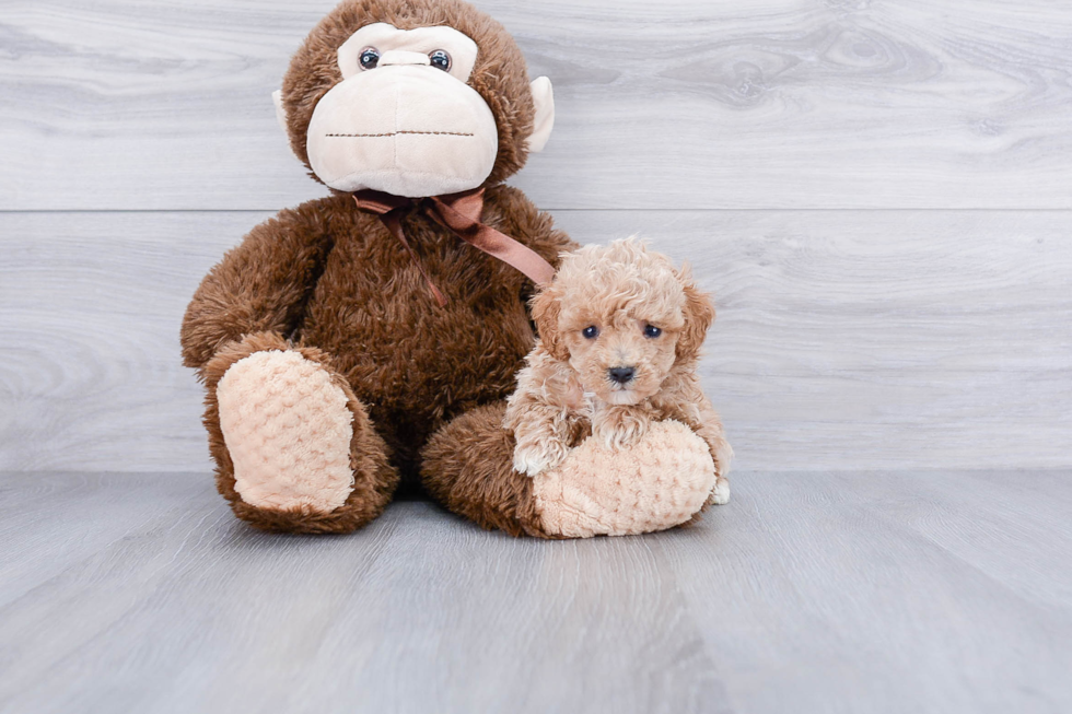 Playful Maltepoo Poodle Mix Puppy