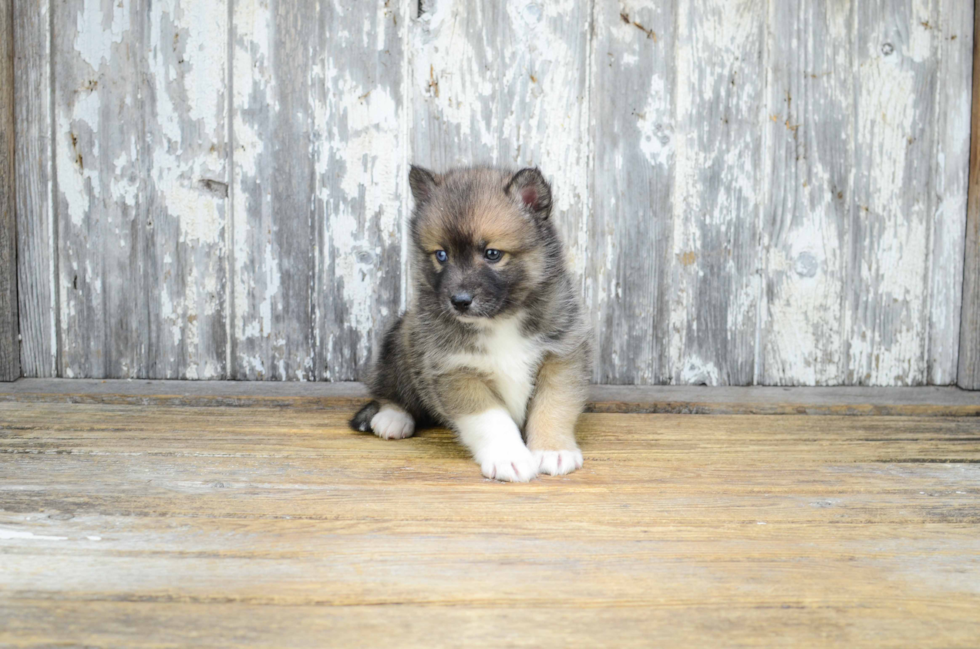 Pomsky Pup Being Cute