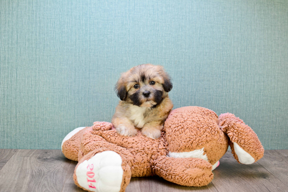 Teddy Bear Puppy for Adoption