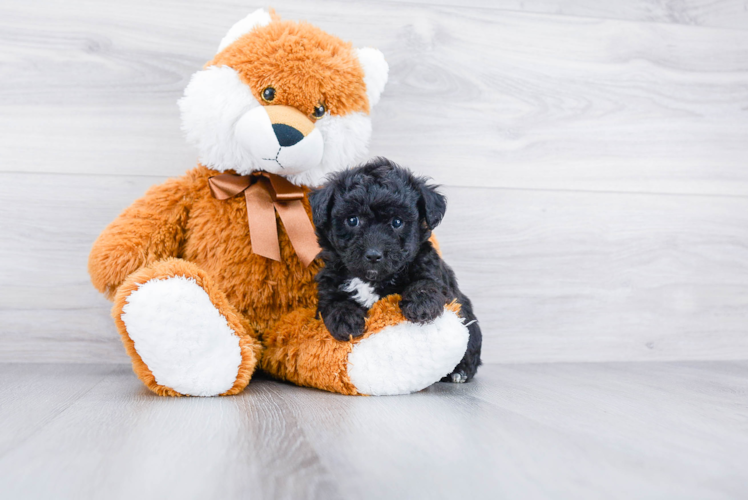 Cute Maltipoo Baby