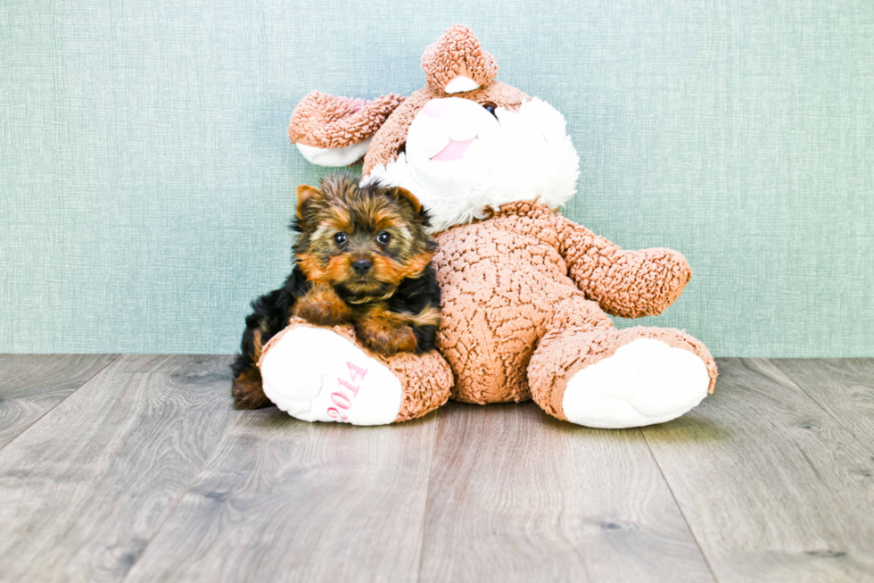 Meet Capone - our Yorkshire Terrier Puppy Photo 