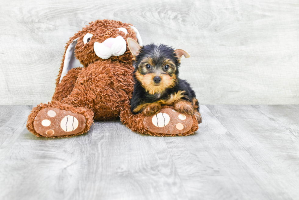 Meet Snickers - our Yorkshire Terrier Puppy Photo 