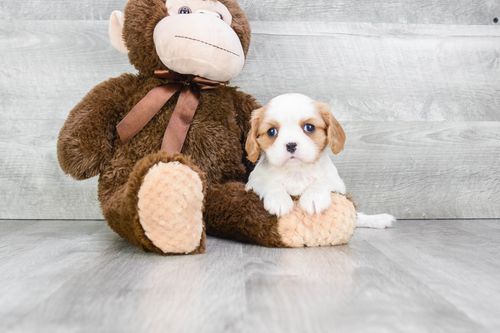 Fluffy Cavalier King Charles Spaniel Purebred Puppy