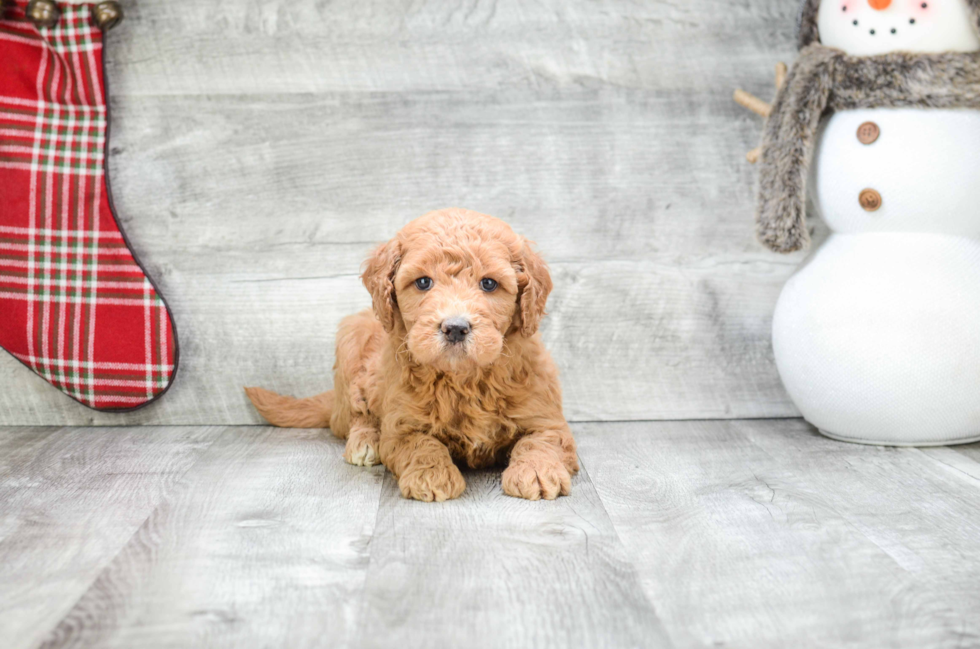 Best Mini Goldendoodle Baby