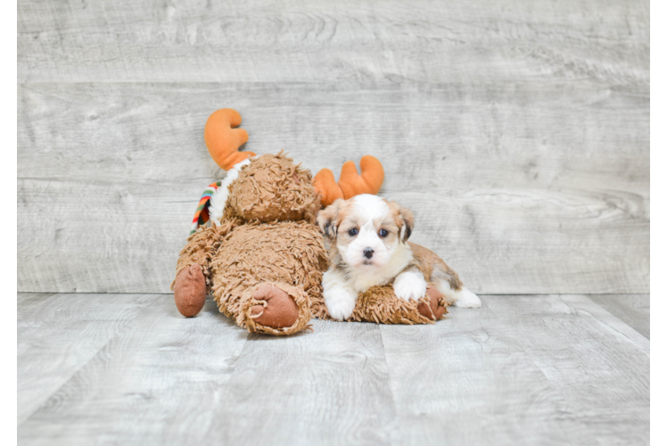 Teddy Bear Puppy for Adoption