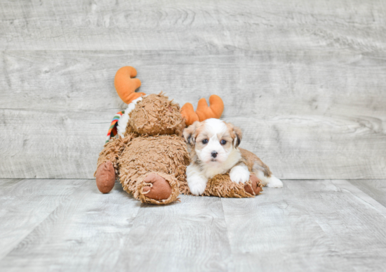 Teddy Bear Puppy for Adoption