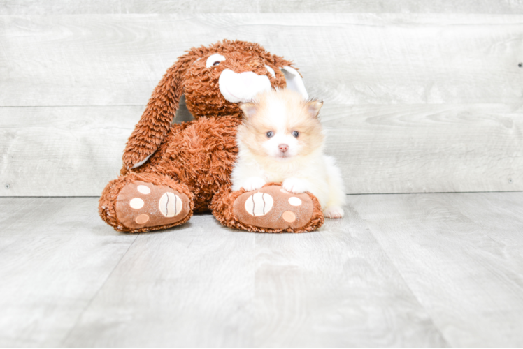 Hypoallergenic Pomeranian Baby