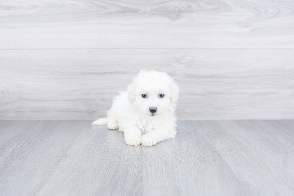 Little Bichon Frise Purebred Pup