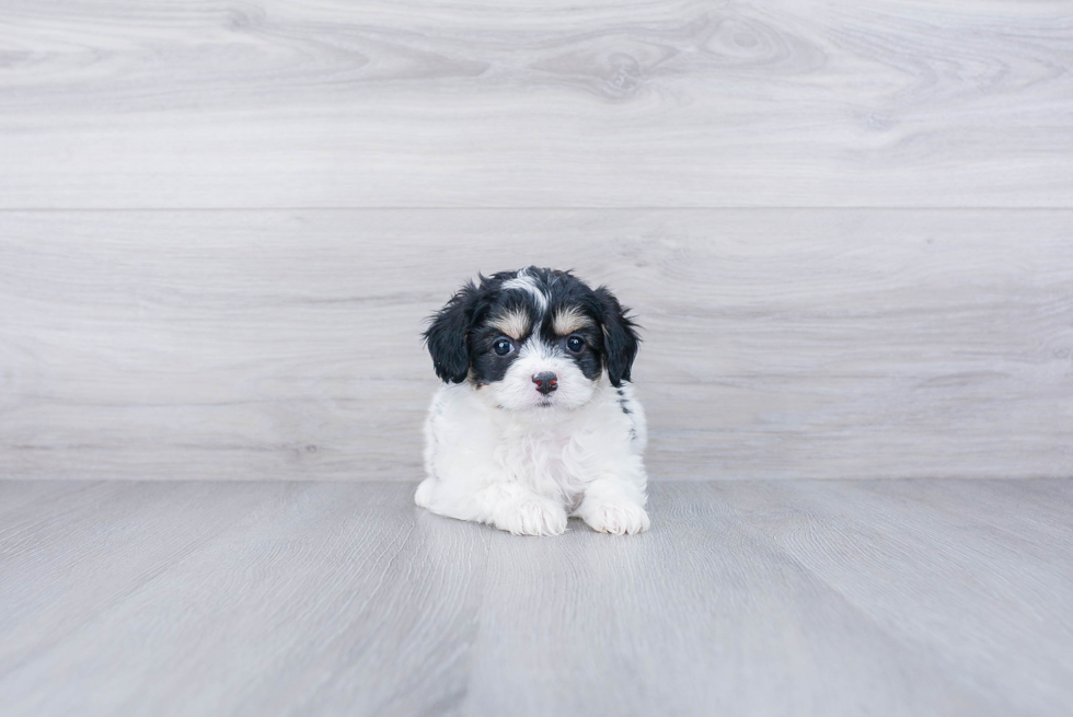 Cavachon Puppy for Adoption