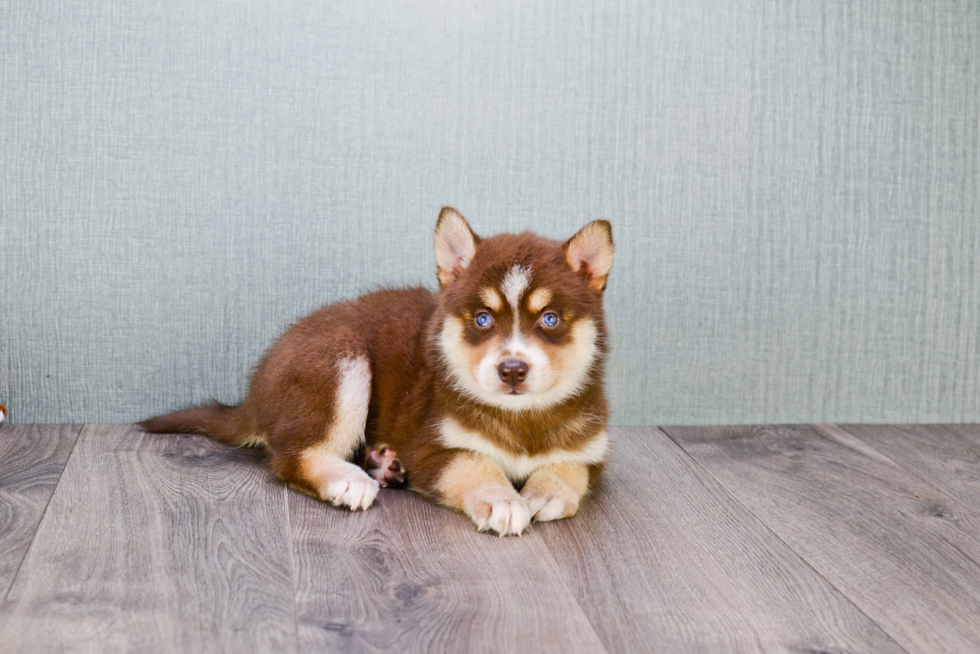 Pomsky Puppy for Adoption