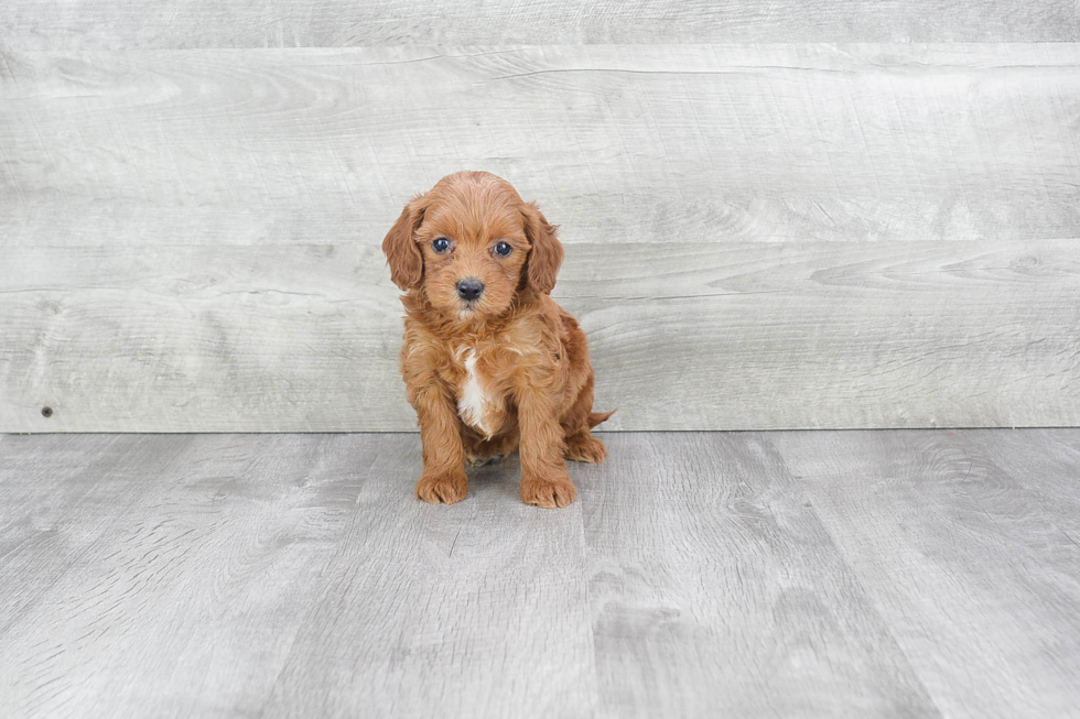 Hypoallergenic Golden Retriever Poodle Mix Puppy