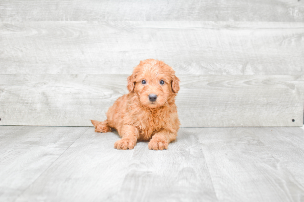 Energetic Golden Retriever Poodle Mix Puppy