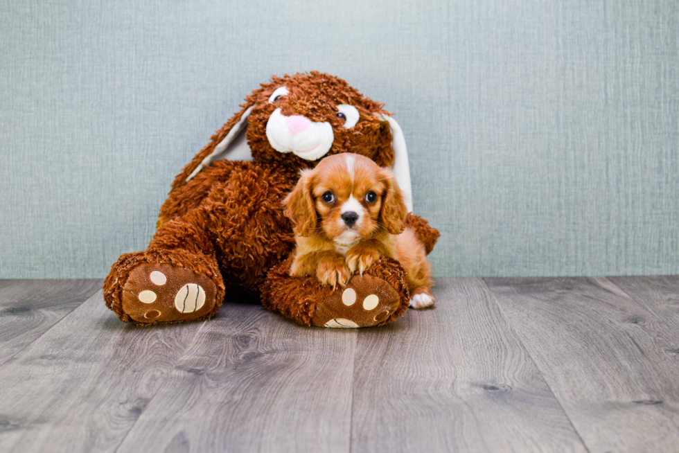 Cavalier King Charles Spaniel Puppy for Adoption