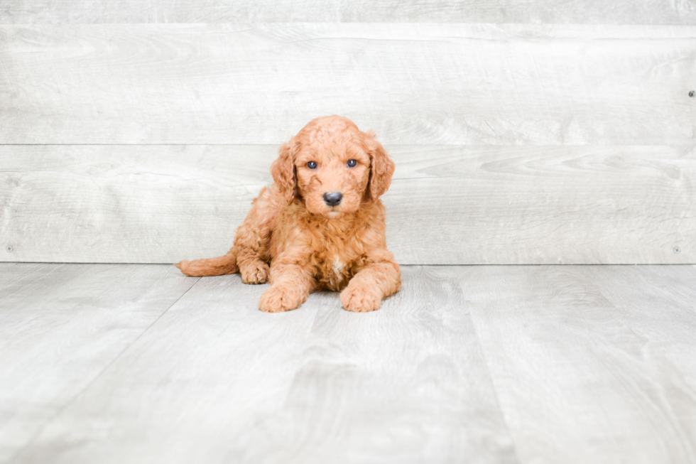 Mini Goldendoodle Puppy for Adoption