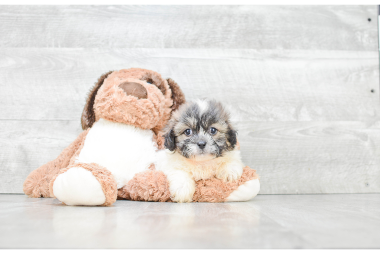 Teddy Bear Pup Being Cute