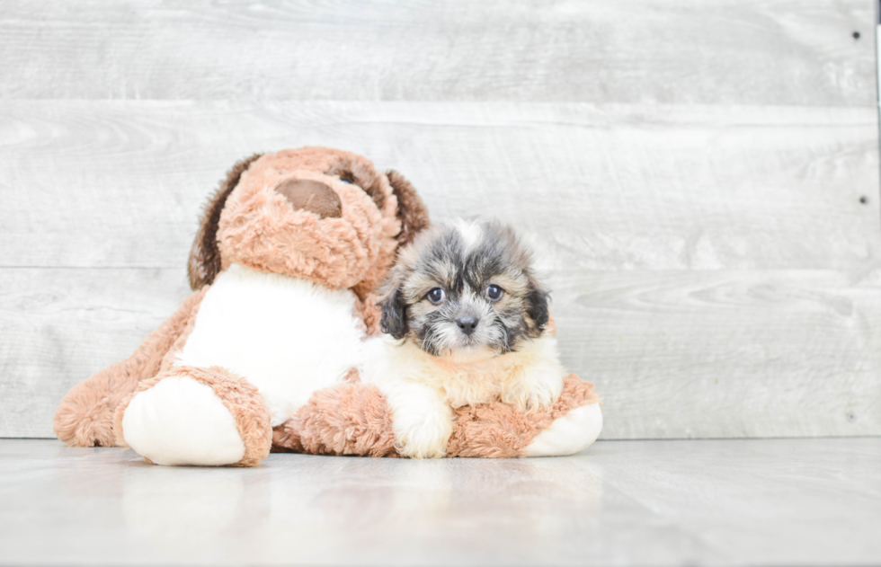 Teddy Bear Pup Being Cute