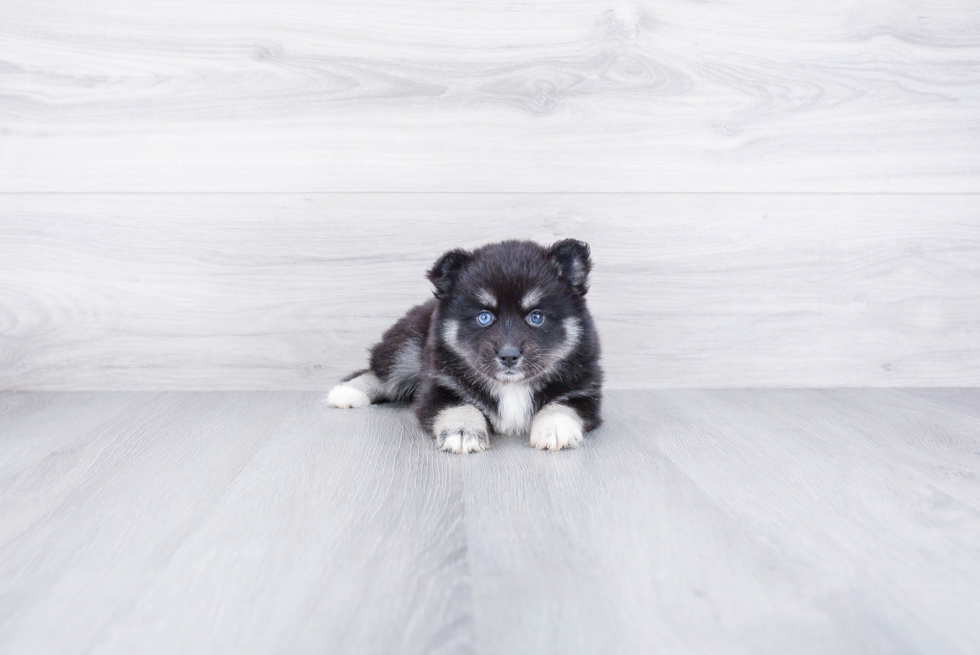 Best Pomsky Baby