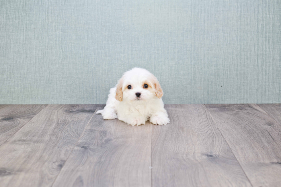 Cavachon Puppy for Adoption