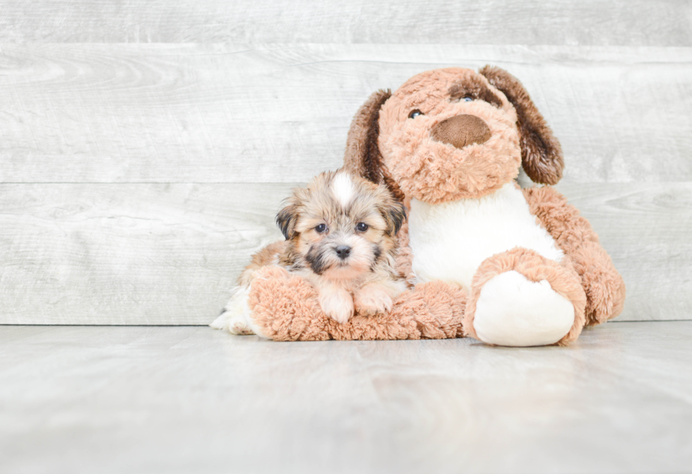 Teddy Bear Puppy for Adoption