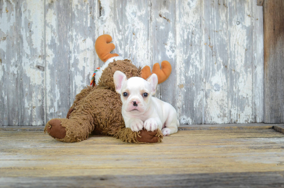 French Bulldog Pup Being Cute