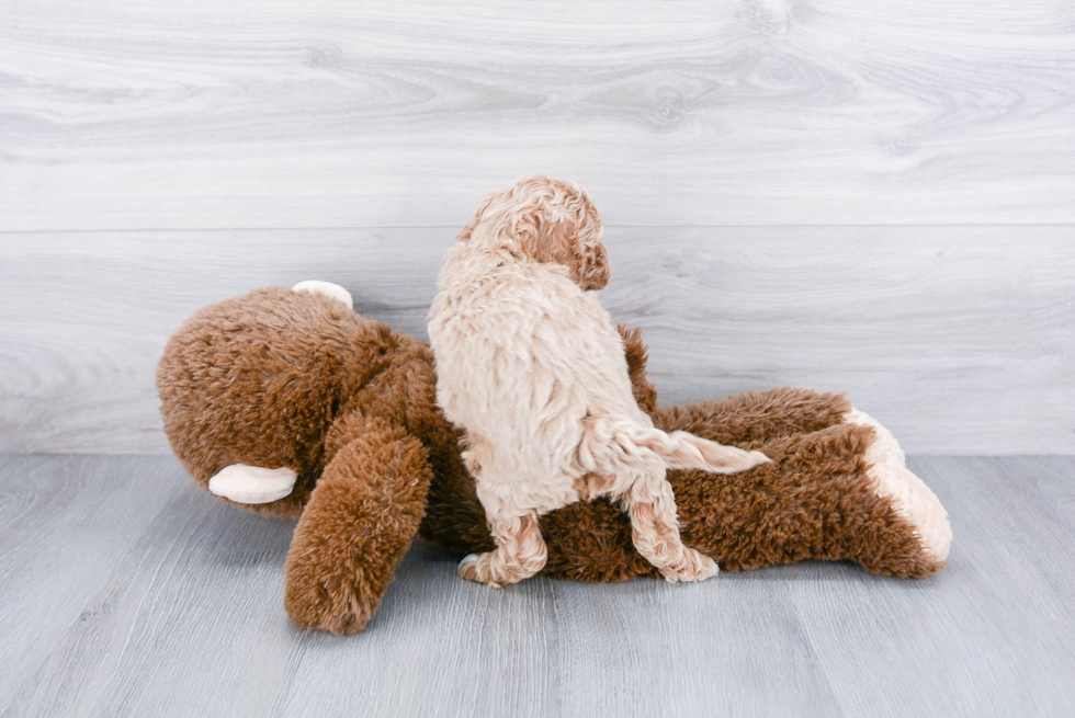 Playful Cockerpoo Poodle Mix Puppy