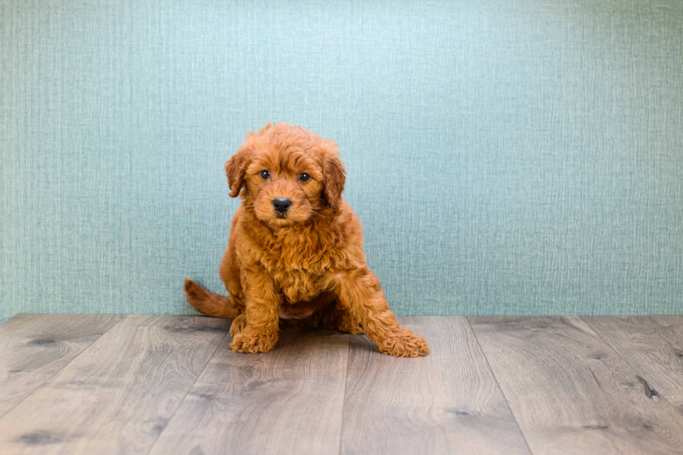 Best Mini Goldendoodle Baby