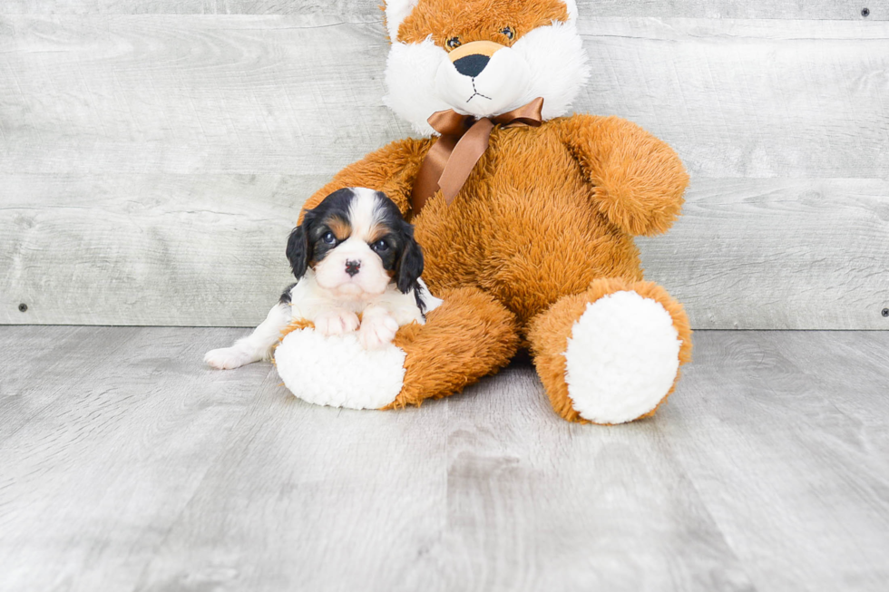 Fluffy Cavalier King Charles Spaniel Purebred Puppy