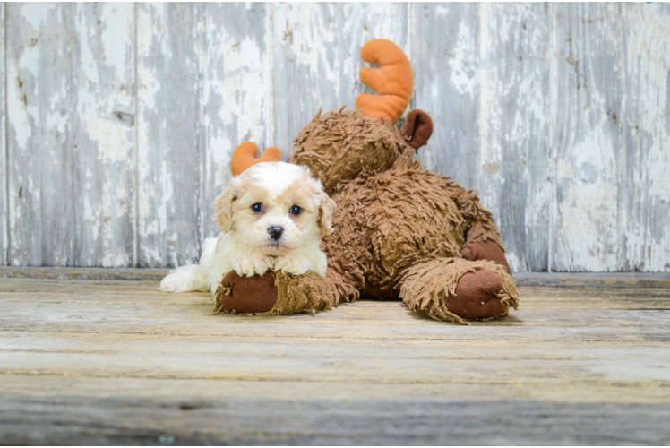 Adorable Cavalier Designer Puppy