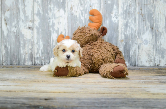 Adorable Cavalier Designer Puppy