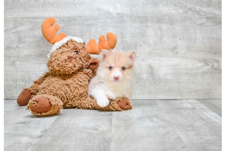 Adorable Mini Husky Designer Puppy