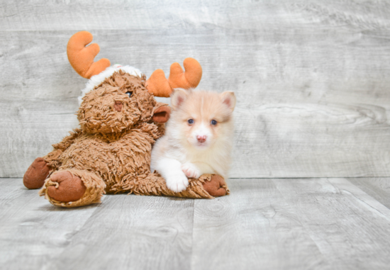 Adorable Mini Husky Designer Puppy