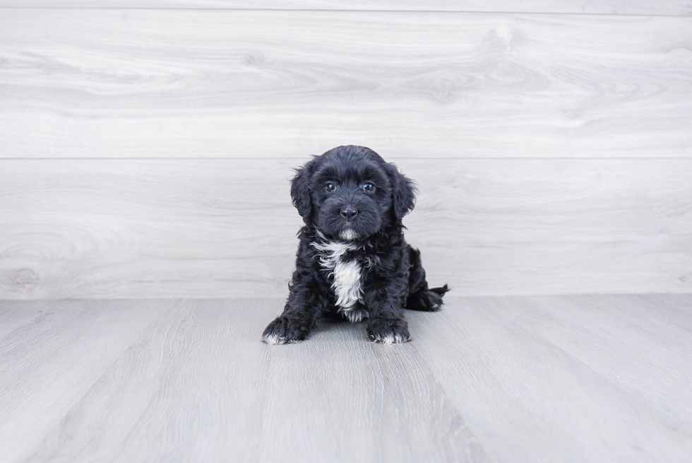 Hypoallergenic Bernadoodle Poodle Mix Puppy