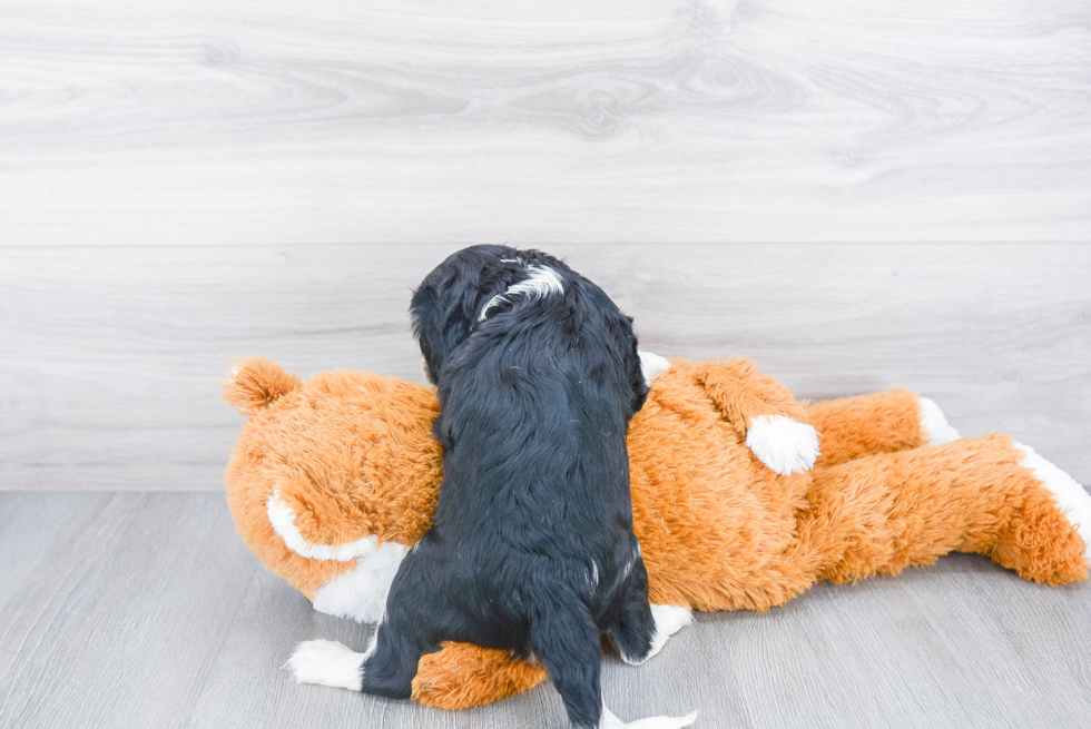 Best Cavalier King Charles Spaniel Baby