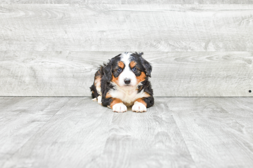 Best Mini Bernedoodle Baby