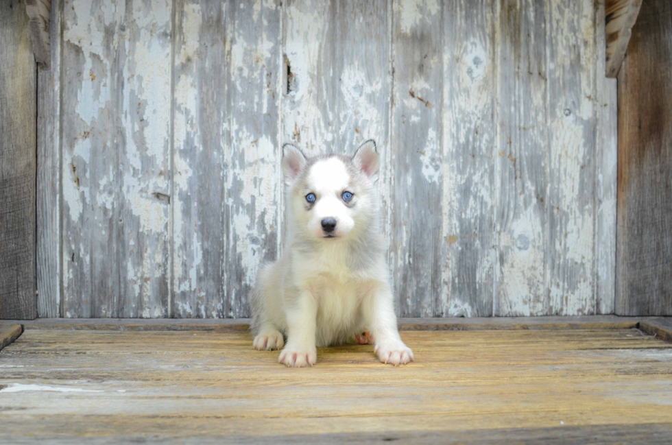 Adorable Mini Husky Designer Puppy