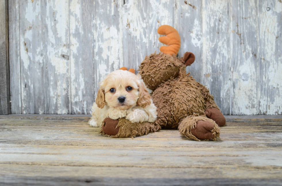 Popular Cavachon Designer Pup