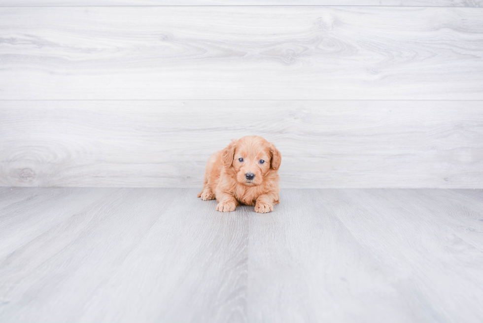 Mini Goldendoodle Puppy for Adoption