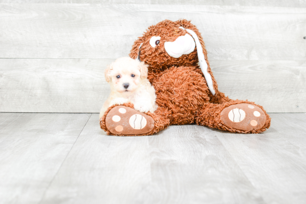 Maltipoo Pup Being Cute