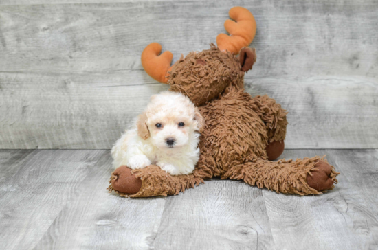 Funny Maltipoo Poodle Mix Pup