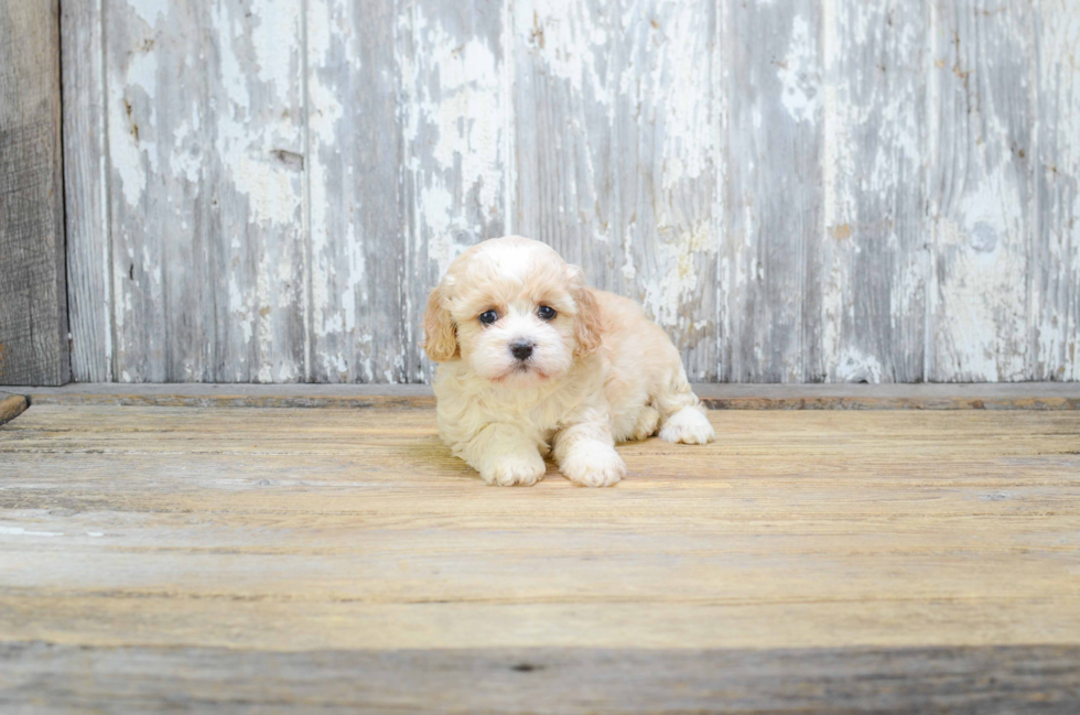 Friendly Cavachon Baby