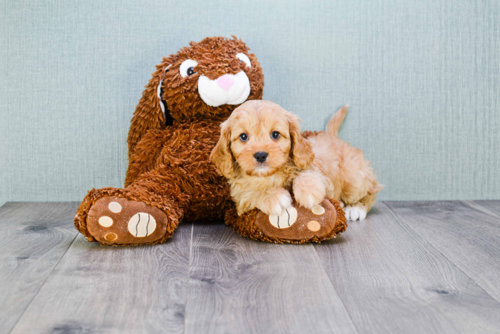 Cavapoo Puppy for Adoption